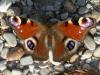 Aglais io